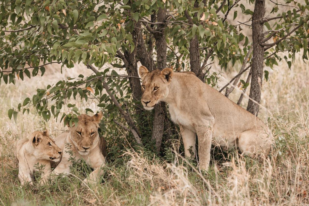 Etosha Safari Campsite מראה חיצוני תמונה